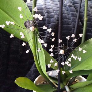 vintage 80s delicate spray of 'pearl' statement earrings NWOT